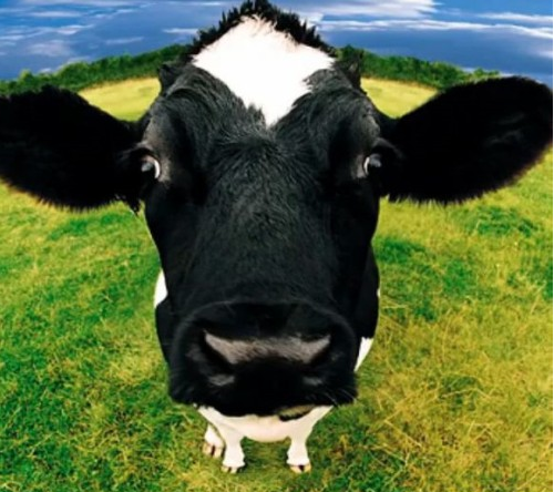 1985年属牛是什么命？属牛人的生肖命理