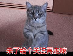 养猫聚财还是破财（老人常说有这几个特征的猫，招财旺家，给人带来好运）