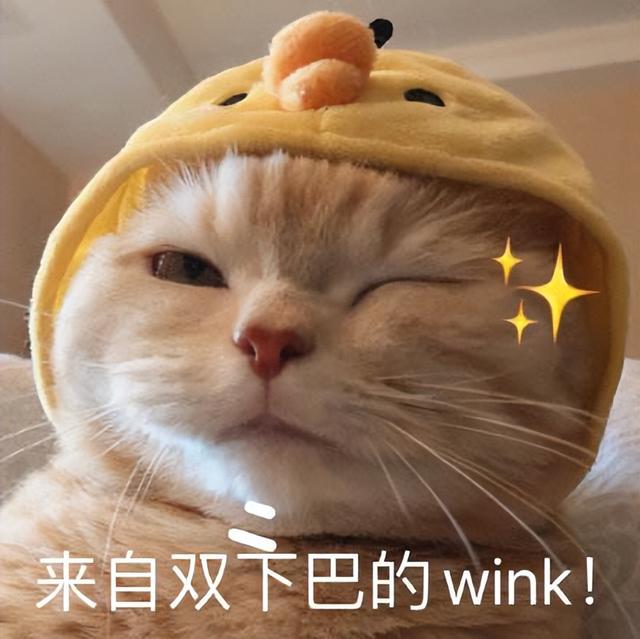 养猫聚财还是破财（老人常说有这几个特征的猫，招财旺家，给人带来好运）