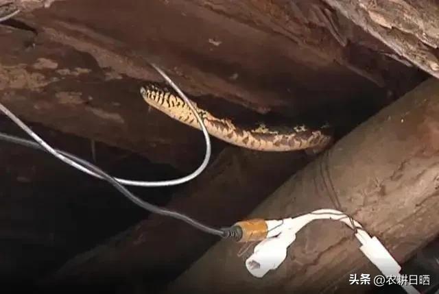 人和蛇结合（2006年，黑龙江农妇与100多条蛇同床共眠亲密15年，还能听懂她话）