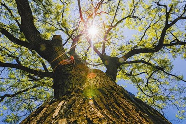 阳气最强的树是什么树（“人穷不砍三种树，后代子孙得佑护”，指的是哪3种树？有何道理）