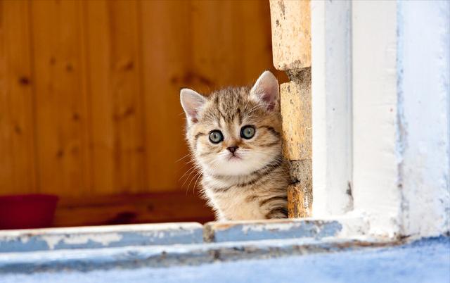 养猫聚财还是破财（老人常说有这几个特征的猫，招财旺家，给人带来好运）