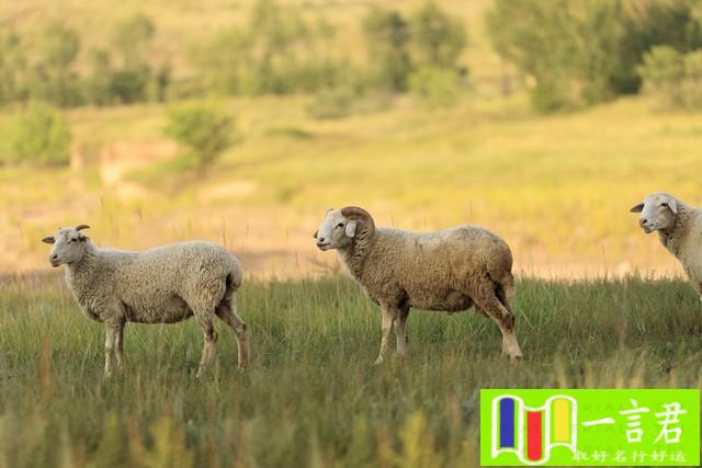 属相羊（和属羊的人相处必须忍受什么？）