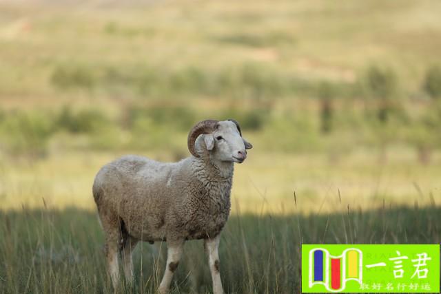 属相羊（和属羊的人相处必须忍受什么？）