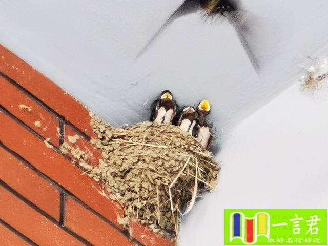 有鸟在窗户筑巢怎么办（为什么燕子会在人的家里筑巢？它进家是好还是坏？）