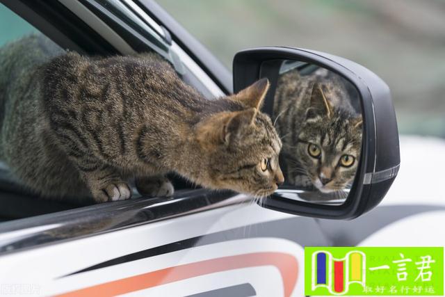 开车压死猫会走霉运吗（为什么马路上被压死的猫比被压死的狗多？一个粉丝的提问）