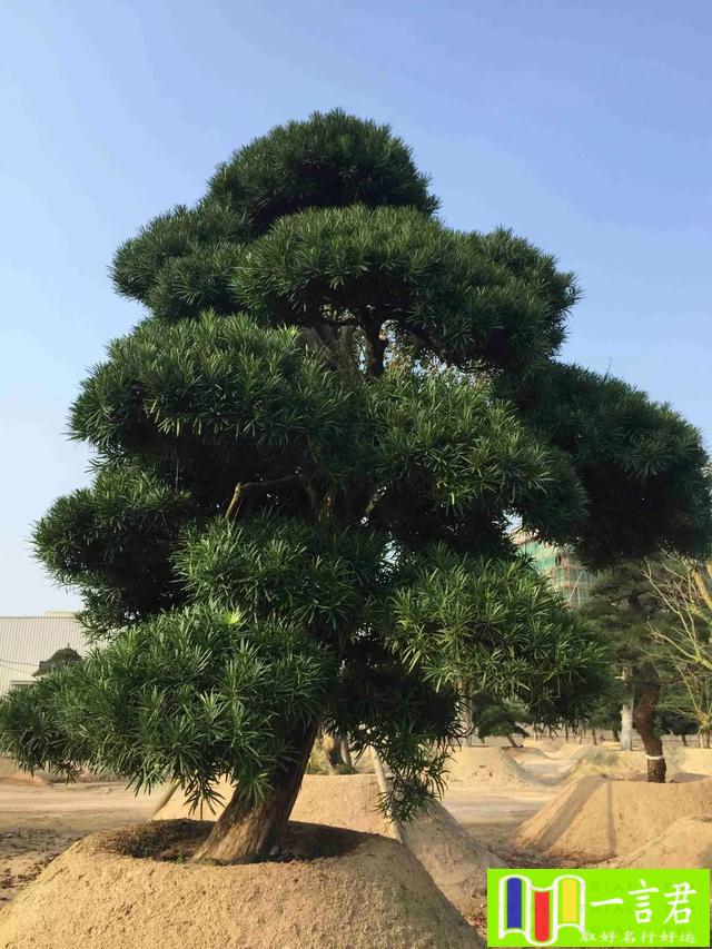 有利风水的爬藤植物有哪些图片（4种“长命树”）