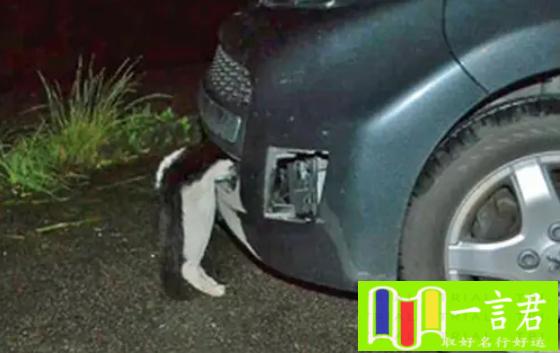 开车压死猫会倒霉吗（宠物猫跑到路上被撞死，猫主人说司机“肇事逃逸”，索赔3800元）