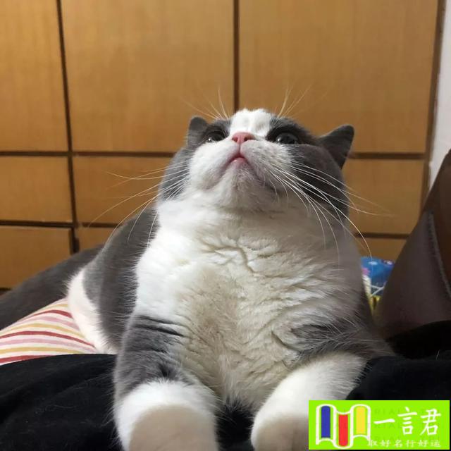 四个颜色的猫不能养（望周知！这些猫在国内“不能养”，别傻傻不知道）