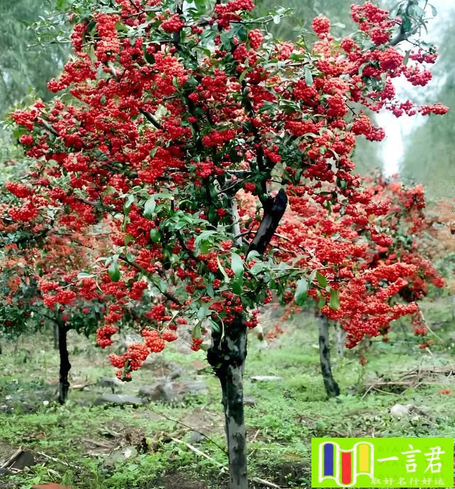 院子里种桂花树风水好不好（老话“门前栽3树，富贵挡不住”，种植这3种如意树，后代一直富）