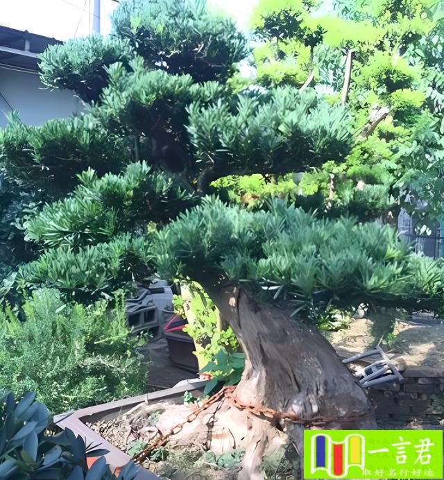 院子里种桂花树风水好不好（老话“门前栽3树，富贵挡不住”，种植这3种如意树，后代一直富）