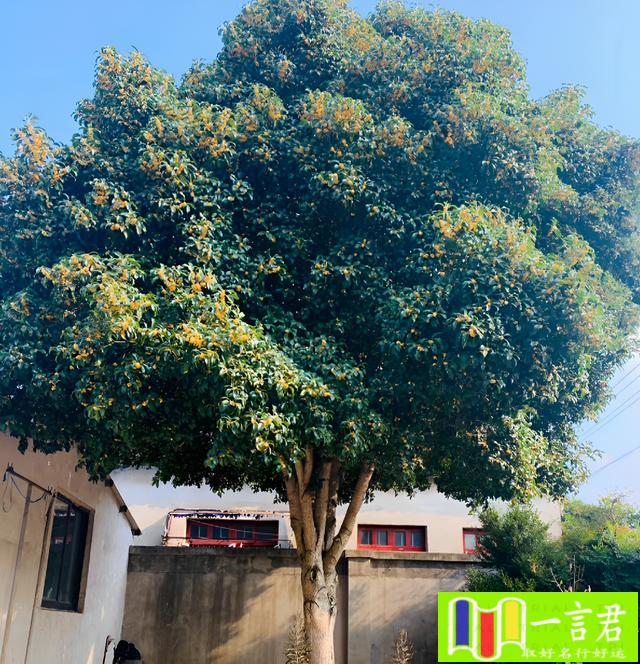 院子里种桂花树风水好不好（老话“门前栽3树，富贵挡不住”，种植这3种如意树，后代一直富）