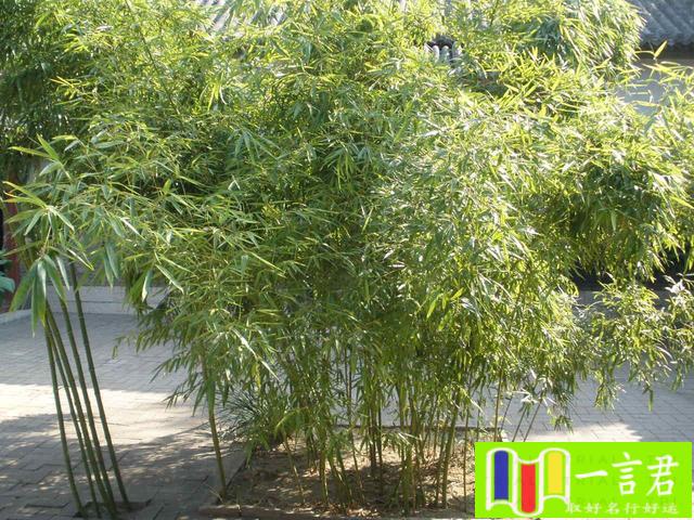 家里种竹子的风水作用和禁忌（“房前不种竹，屋后不栽树”，什么意思？种了会有啥后果？）