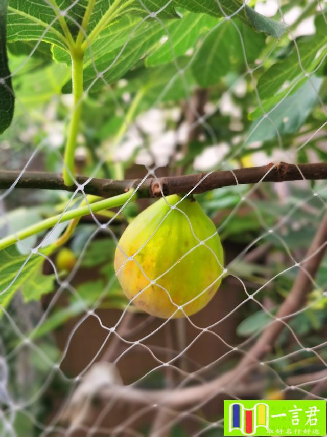 种无花果树大忌（全面分析无花果适不适合在庭院种植）